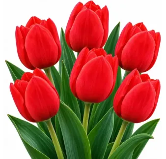 Tulipán Triumph červený – Tulipa Triumph