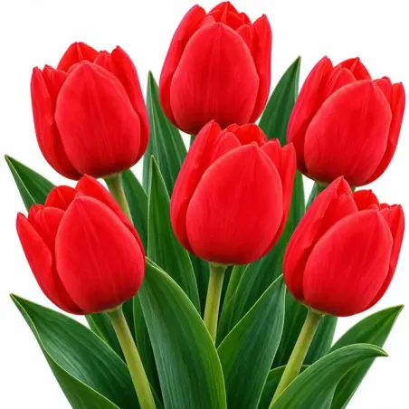 Tulipán Triumph červený – Tulipa Triumph
