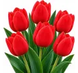 Tulipán Triumph červený – Tulipa Triumph Tulipán Triumph červený – Tulipa Triumph