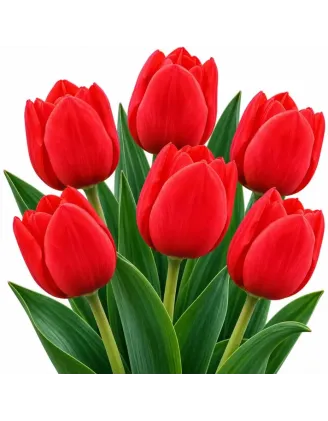 Tulipán Triumph červený – Tulipa Triumph