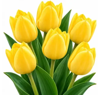 Tulipán Triumph žltý – Tulipa Triumph