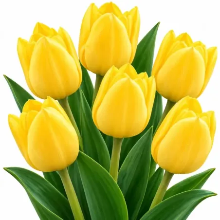 Tulipán Triumph žltý – Tulipa Triumph