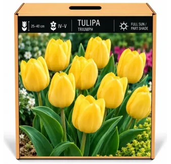 Tulipán Triumph žltý – Tulipa Triumph