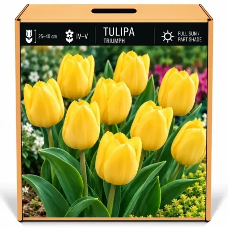 Tulipán Triumph žltý – Tulipa Triumph