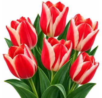 Tulipán Grand Peter – červeno-biely