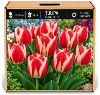 Tulipán Grand Peter – červeno-biely