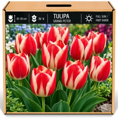 Tulipán Grand Peter – červeno-biely