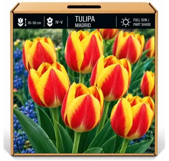 Tulipán Madrid – červeno-žltý