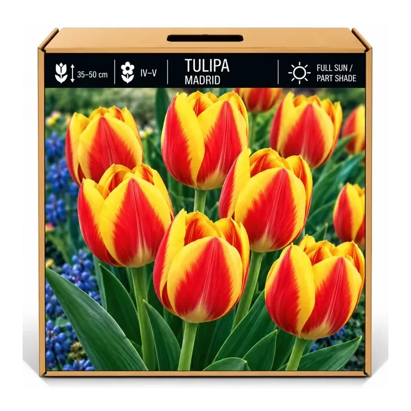 Tulipán Madrid – červeno-žltý Tulipán Madrid – červeno-žltý