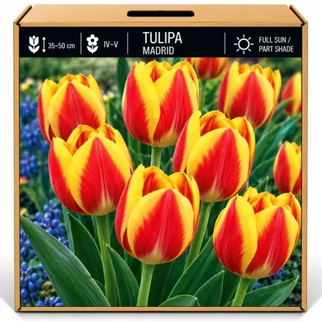 Tulipán Madrid – červeno-žltý
