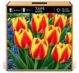 Tulipán Madrid – červeno-žltý Tulipán Madrid – červeno-žltý