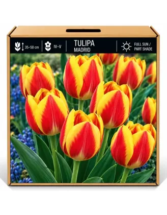 Tulipán Madrid – červeno-žltý