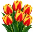 Tulipán Madrid – červeno-žltý Tulipán Madrid – červeno-žltý