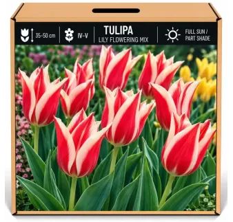 Tulipán ľaliokvetý červeno-biely
