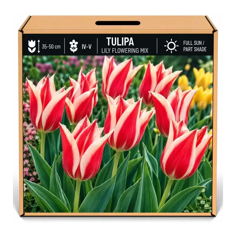 Tulipán ľaliokvetý červeno-biely Tulipán ľaliokvetý červeno-biely