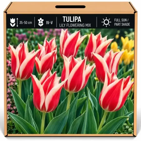 Tulipán ľaliokvetý červeno-biely