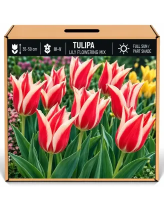 Tulipán ľaliokvetý červeno-biely