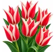 Tulipán ľaliokvetý červeno-biely Tulipán ľaliokvetý červeno-biely