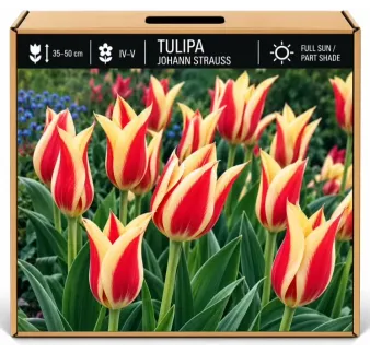 Tulipán Johann Strauss – červeno-žltý