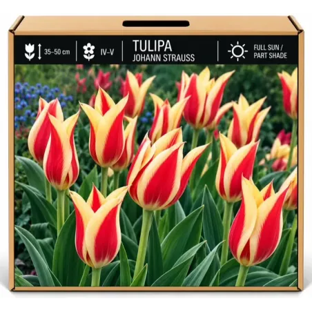 Tulipán Johann Strauss – červeno-žltý