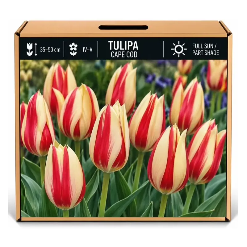 Tulipán Cape Cod – červeno-žltý Tulipán Cape Cod – červeno-žltý