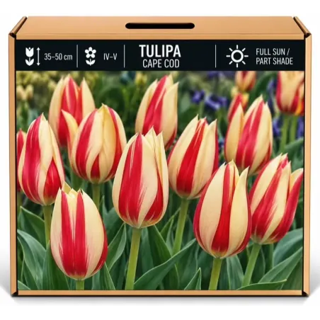 Tulipán Cape Cod – červeno-žltý