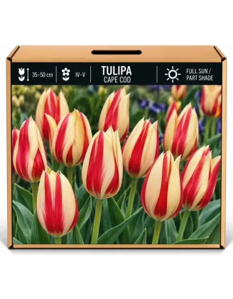 Tulipán Cape Cod – červeno-žltý