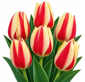 Tulipán Cape Cod – červeno-žltý