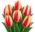 Tulipán Cape Cod – červeno-žltý Tulipán Cape Cod – červeno-žltý