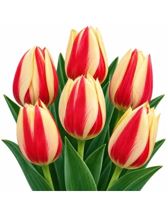 Tulipán Cape Cod – červeno-žltý