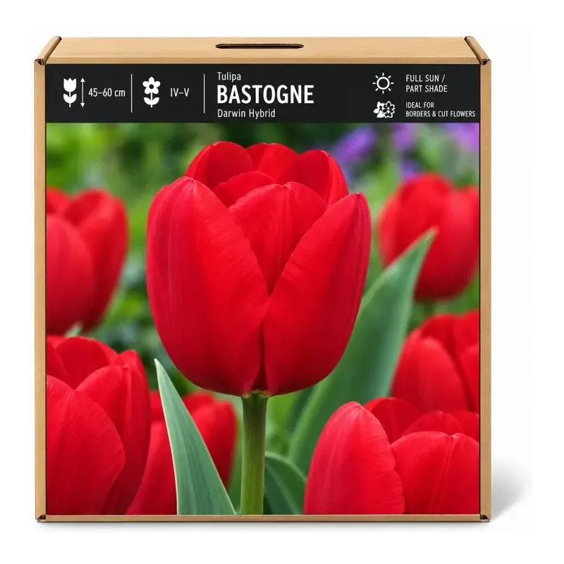 Tulipán Bastogne – červený