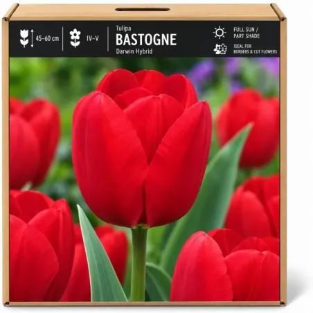Tulipán Bastogne – červený