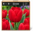 Tulipán Bastogne – červený