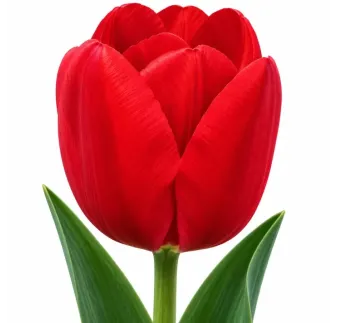 Tulipán Bastogne – červený
