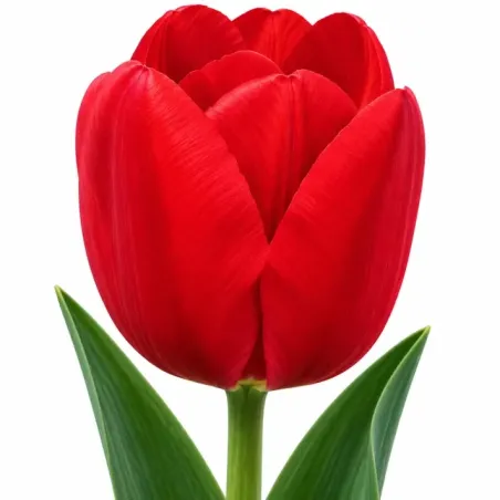 Tulipán Bastogne – červený