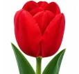Tulipán Bastogne – červený