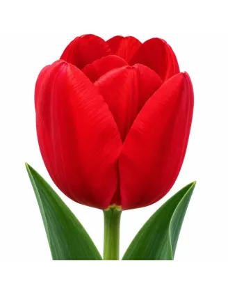 Tulipán Bastogne – červený