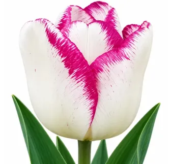 Tulipán Shirley – bielo-fialový