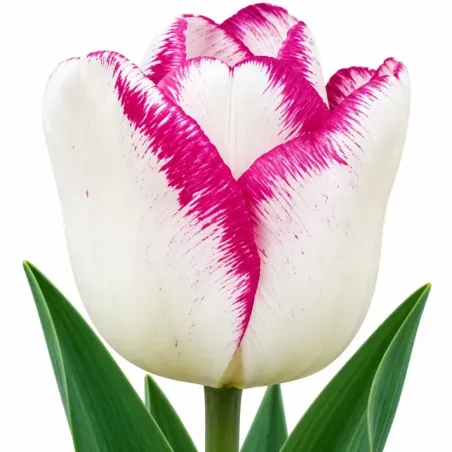 Tulipán Shirley – bielo-fialový
