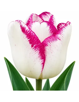 Tulipán Shirley – bielo-fialový