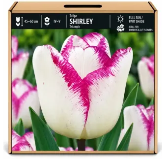 Tulipán Shirley – bielo-fialový