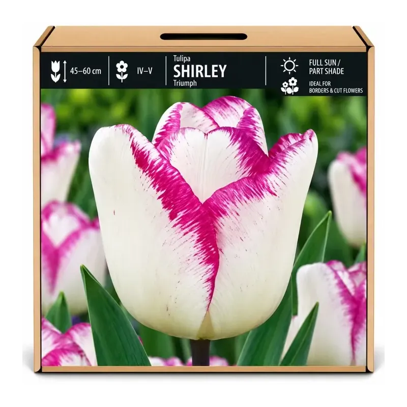 Tulipán Shirley – bielo-fialový Tulipán Shirley – bielo-fialový