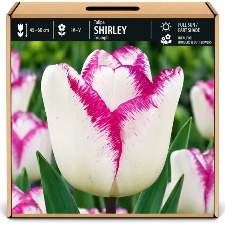 Tulipán Shirley – bielo-fialový