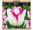 Tulipán Shirley – bielo-fialový Tulipán Shirley – bielo-fialový