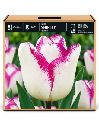 Tulipán Shirley – bielo-fialový