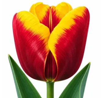 Tulipán Abu Hassan – červeno-žltý