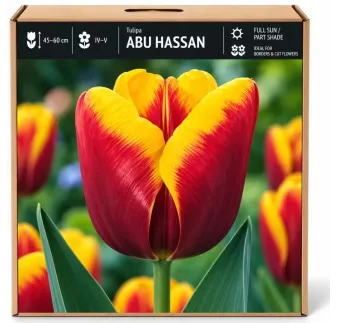 Tulipán Abu Hassan – červeno-žltý