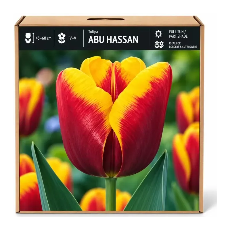 Tulipán Abu Hassan – červeno-žltý Tulipán Abu Hassan – červeno-žltý