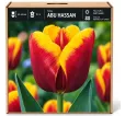 Tulipán Abu Hassan – červeno-žltý Tulipán Abu Hassan – červeno-žltý
