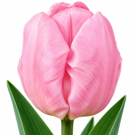 Tulipán Candy Prince – svetloružový